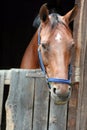 Beautiful horse portrait Royalty Free Stock Photo