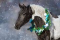 Horse in christmas wreath Royalty Free Stock Photo