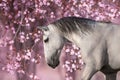 Horse in spring pink flowers Royalty Free Stock Photo