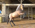 Beautiful Horse Rearing up in front of Wooden Stable