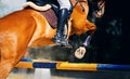 A beautiful horse with a rider in the saddle jumps over a high yellow-blue barrier. Equestrian sports and show jumping