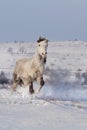Beautiful horse run gallop in winter snow Royalty Free Stock Photo