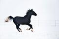 Beautiful horse running in winter Royalty Free Stock Photo