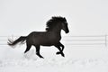 Beautiful horse running in winter Royalty Free Stock Photo