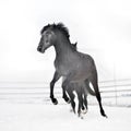 Beautiful horse running in winter Royalty Free Stock Photo