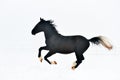 Beautiful horse running in winter Royalty Free Stock Photo