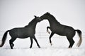 Beautiful horse running in winter Royalty Free Stock Photo