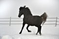 Beautiful horse running in winter Royalty Free Stock Photo