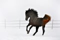 Beautiful horse running in winter Royalty Free Stock Photo