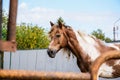 Farm, horse. The horse is brown and white. Royalty Free Stock Photo