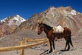 Beautiful horse in snowy mountains