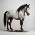 stunning horse standing elegantly against a pure white background Royalty Free Stock Photo