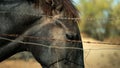 A beautiful horse standing behind a rusted metal barbed wire fence in a farm Royalty Free Stock Photo