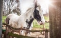 Beautiful horse standing behind the wooden fence at the farm Royalty Free Stock Photo