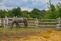 Corral horse. Horses Grazing Royalty Free Stock Photo