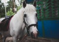 Horse stares into the camera