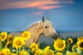 Beautiful horse in sunflowers Royalty Free Stock Photo
