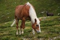 Beautiful horse in the vast mountain expanses on the road Timmelsjoch