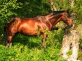 Beautiful horse in verdure Royalty Free Stock Photo