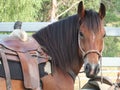 Beautiful horse with western saddle