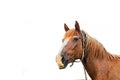 Beautiful horse on a white background. Horse close up Royalty Free Stock Photo