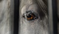 Beautiful horse white and grey eye close up Royalty Free Stock Photo
