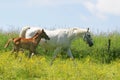 Beautiful horses