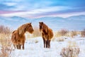 Beautiful horses against Altai mountains in winter, Russia. Wildlife colorful sunset landscape