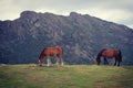 Beautiful horses in Lesaka. Park of Aiako Harria