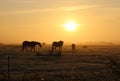 Horses in a foggy landscape at sunrise