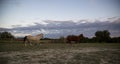 2 Beautiful Horses Gallop Across Texas Hill Country