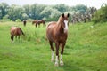 Beautiful horses graze in the pasture.