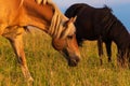 Beautiful horses grazing in lush green pasture outdoors summer Royalty Free Stock Photo