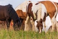 Beautiful horses grazing in lush green pasture on green field Royalty Free Stock Photo