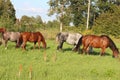 Beautiful Horses grazing in a meadow and eating grass. Beautiful gray horse grazing in a meadow. Summer day in Latvia. Royalty Free Stock Photo