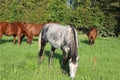 Beautiful Horses grazing in a meadow and eating grass. Beautiful gray horse grazing in a meadow. Summer day in Latvia. Royalty Free Stock Photo