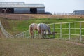 Horses grazing in the pasture at a horse farm Royalty Free Stock Photo