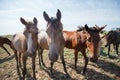 Horses grazing in the pasture at a horse farm Royalty Free Stock Photo