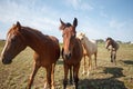 Horses grazing in the pasture at a horse farm Royalty Free Stock Photo