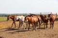 Horses grazing in the pasture at a horse farm Royalty Free Stock Photo