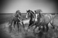 Beautiful horses kicking up dust while running near sea, black and white effect Royalty Free Stock Photo