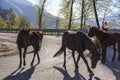 Beautiful horses on a mountain road Royalty Free Stock Photo