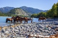 Beautiful horses near the mountain river Royalty Free Stock Photo