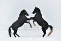 Beautiful horses outdoor in winter Royalty Free Stock Photo