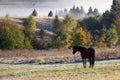 Beautiful horses on a pasture in of autumnal colorful mountains after rain. Royalty Free Stock Photo