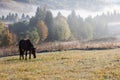 Beautiful horses on a pasture in of autumnal colorful mountains after rain. Royalty Free Stock Photo