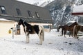 Beautiful horses playing in the barn in the snowy alps switzerland in winter Royalty Free Stock Photo