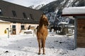 Beautiful horses playing in the barn in the snowy alps switzerland in winter Royalty Free Stock Photo