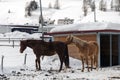 Beautiful horses playing in the barn in the snowy alps switzerland in winter Royalty Free Stock Photo