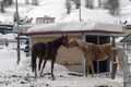 Beautiful horses playing in the barn in the snowy alps switzerland in winter Royalty Free Stock Photo